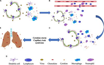 The Inhibitory Effect of Curcumin on Virus-Induced Cytokine Storm and Its Potential Use in the Associated Severe Pneumonia